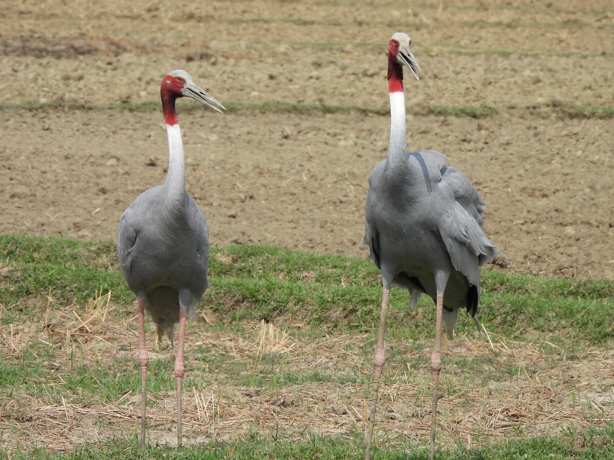 Sarus Crane - ML659501740