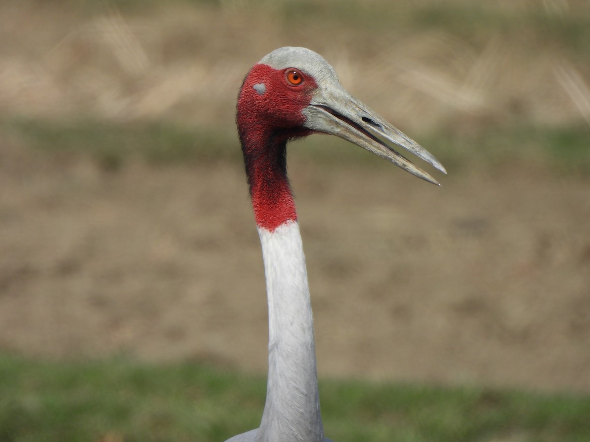 Sarus Crane - ML659501741