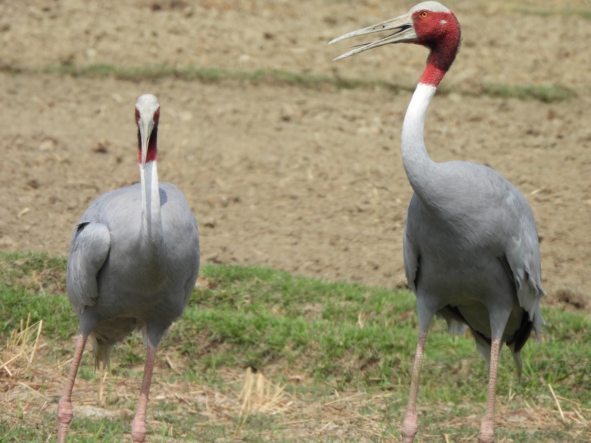 Sarus Crane - ML659501742