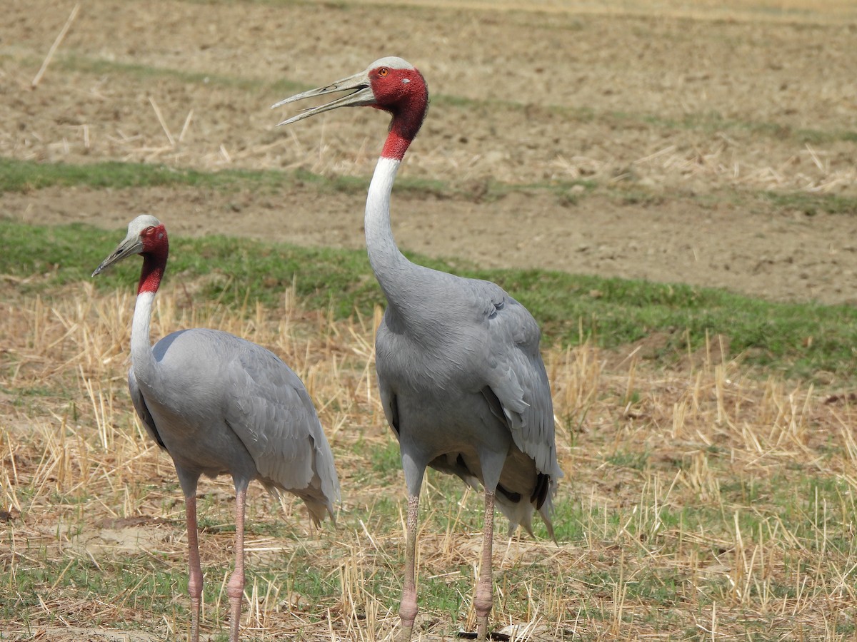 Sarus Crane - ML659501743