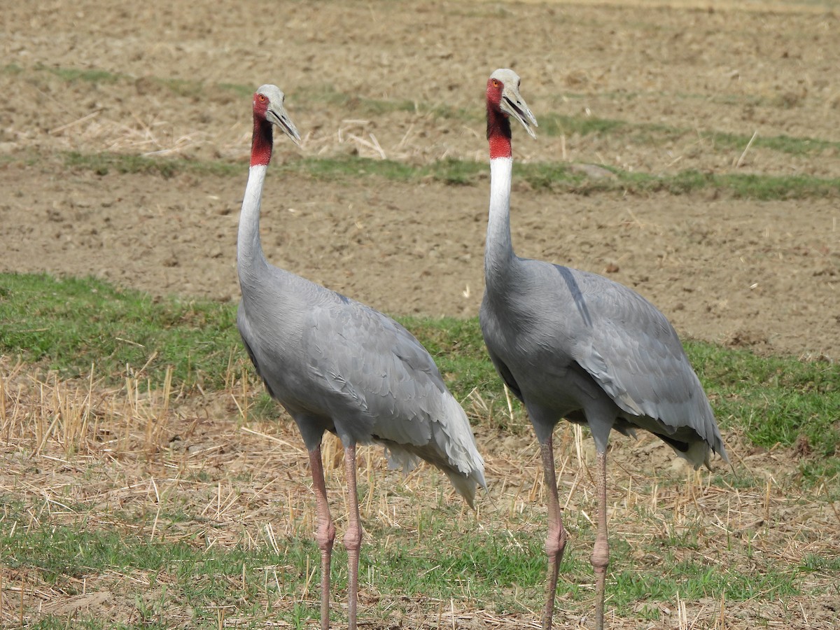 Sarus Crane - ML659501744