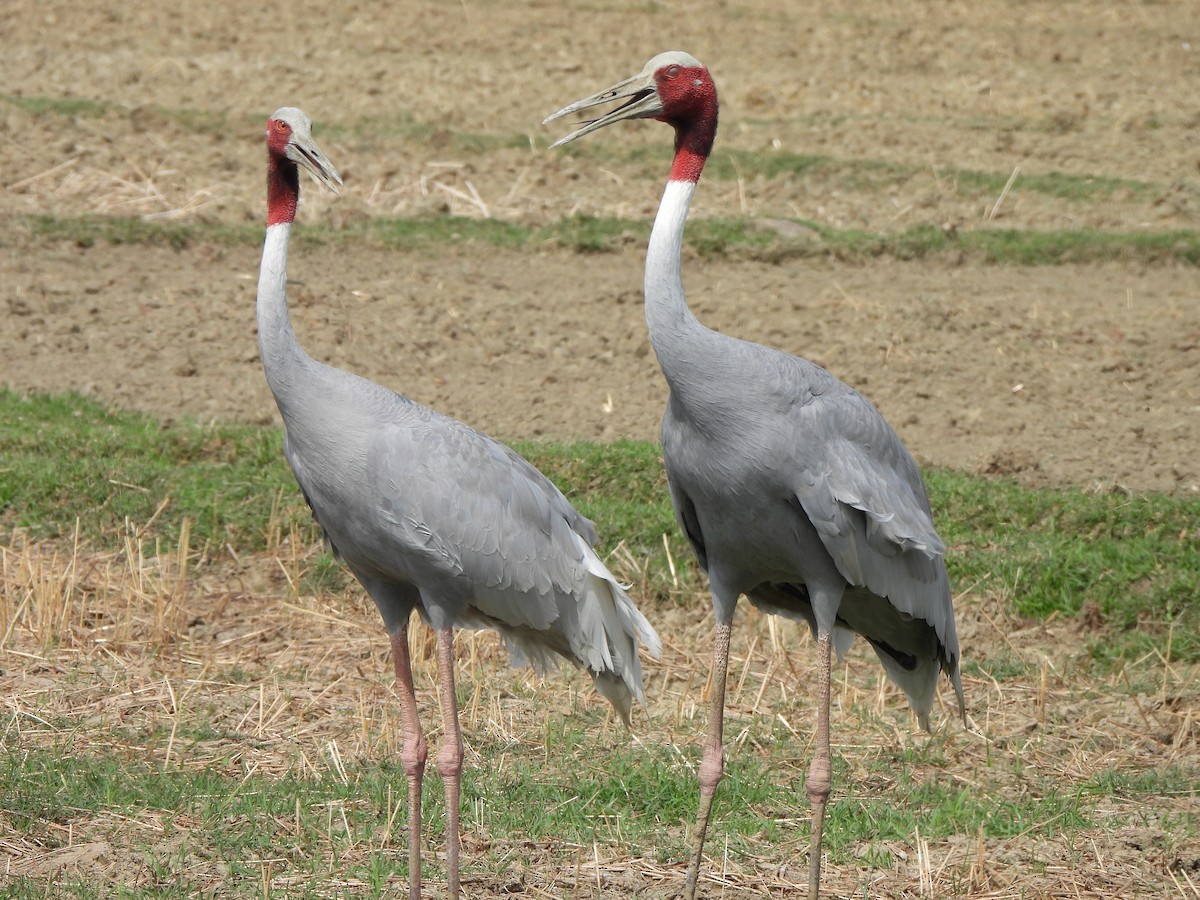 Sarus Crane - ML659501745