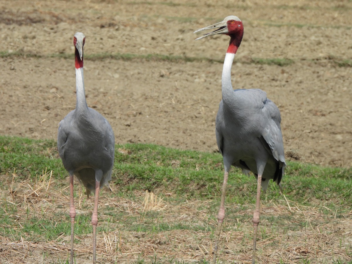 Sarus Crane - ML659501746