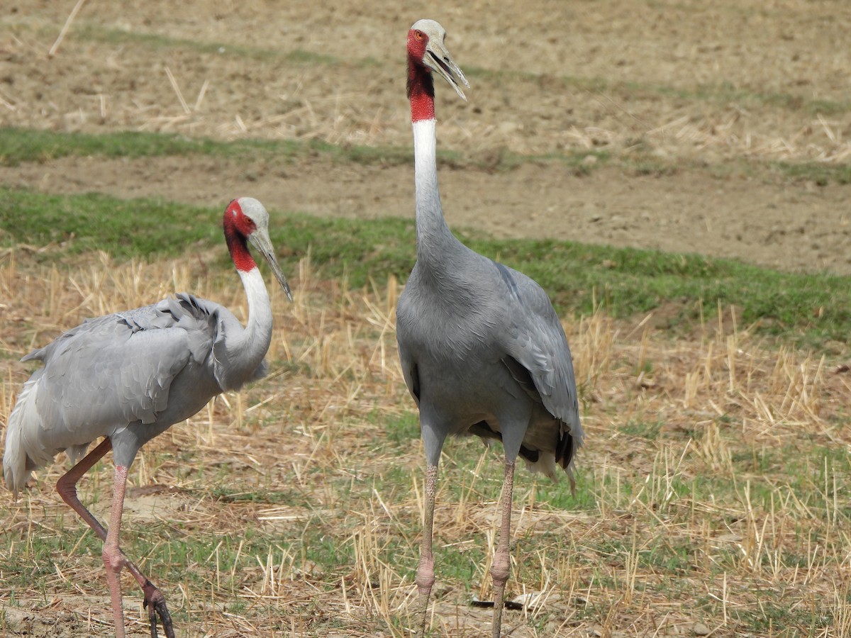 Sarus Crane - ML659501748