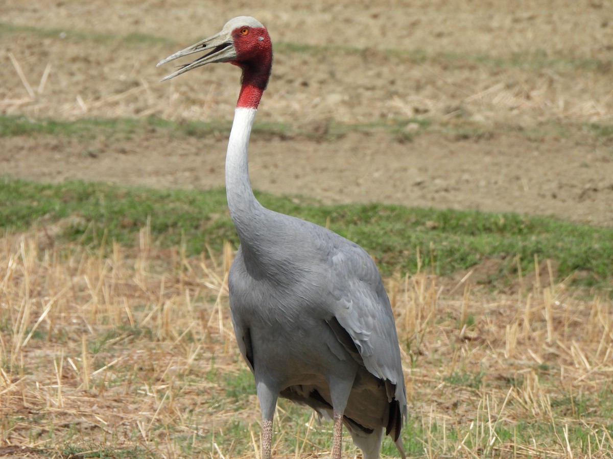 Sarus Crane - ML659501749