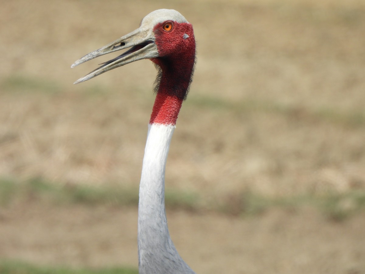 Sarus Crane - ML659501750