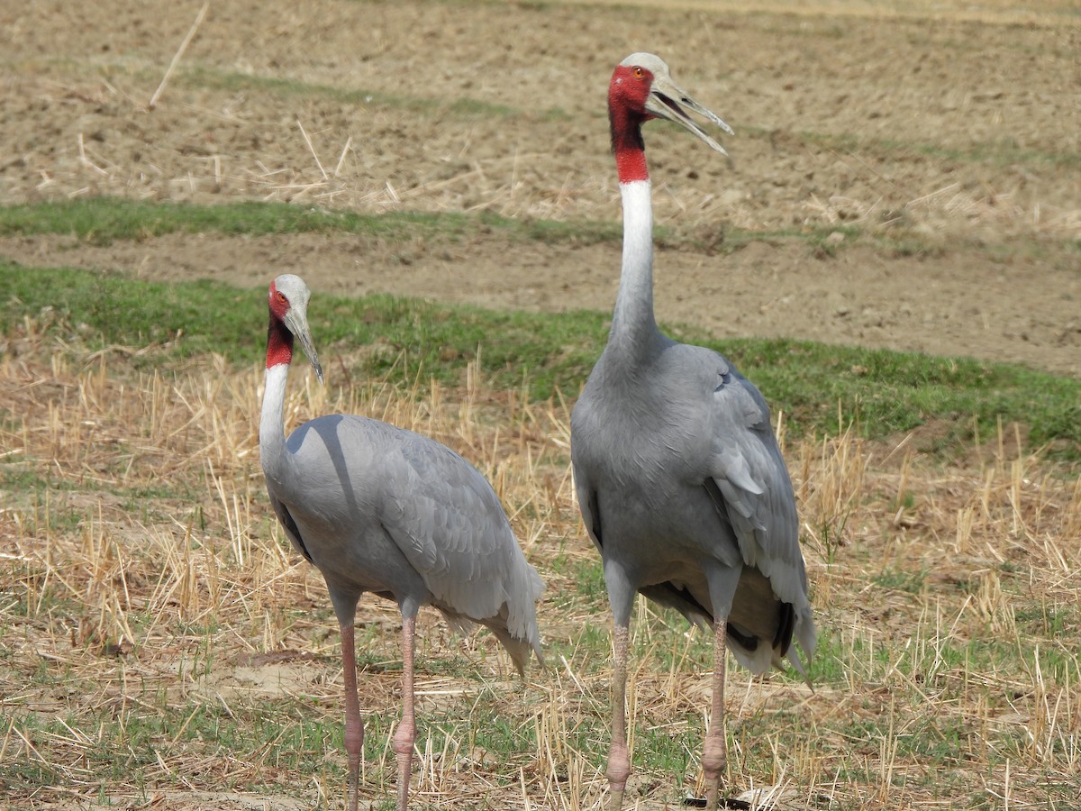 Sarus Crane - ML659501751