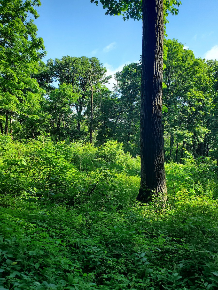 null - ML659501809