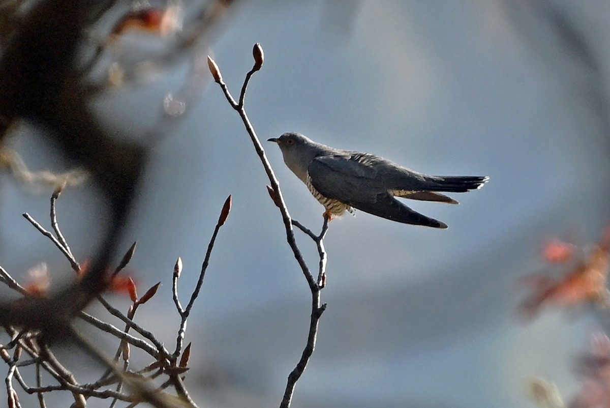 Common Cuckoo - ML659501945