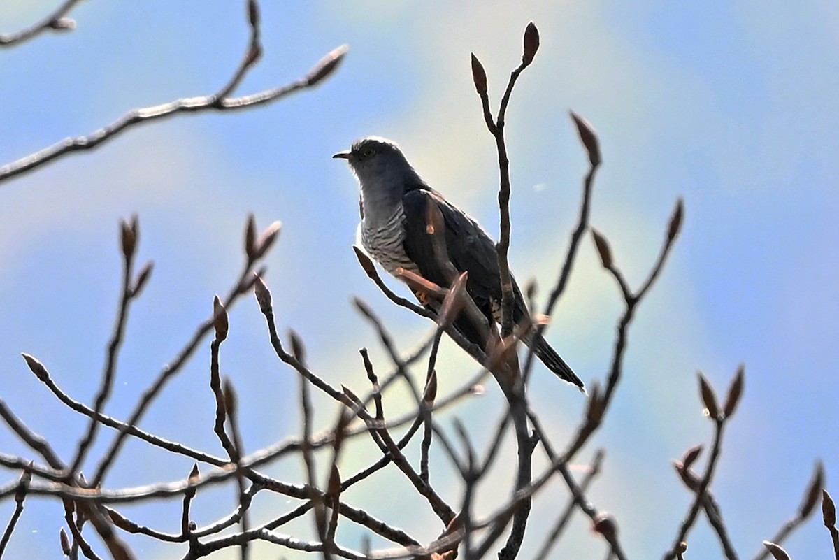 Common Cuckoo - ML659501951