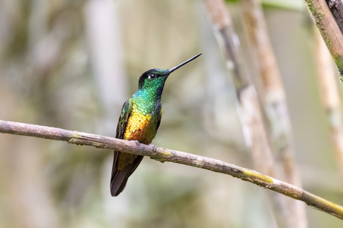 Golden-bellied Starfrontlet - ML659501971