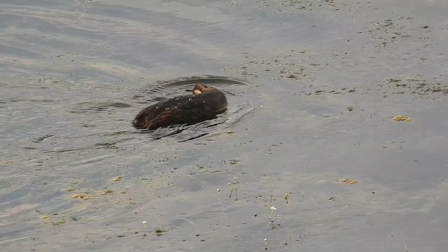 Great Crested Grebe - ML659502485