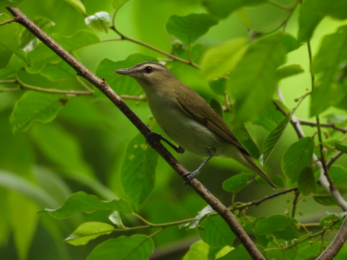 Red-eyed Vireo - ML659502705