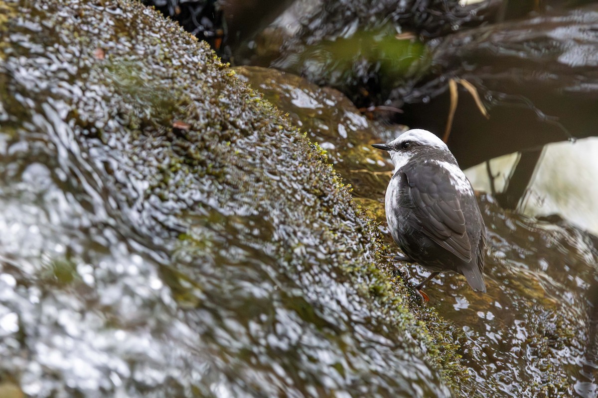 White-capped Dipper - ML659502742