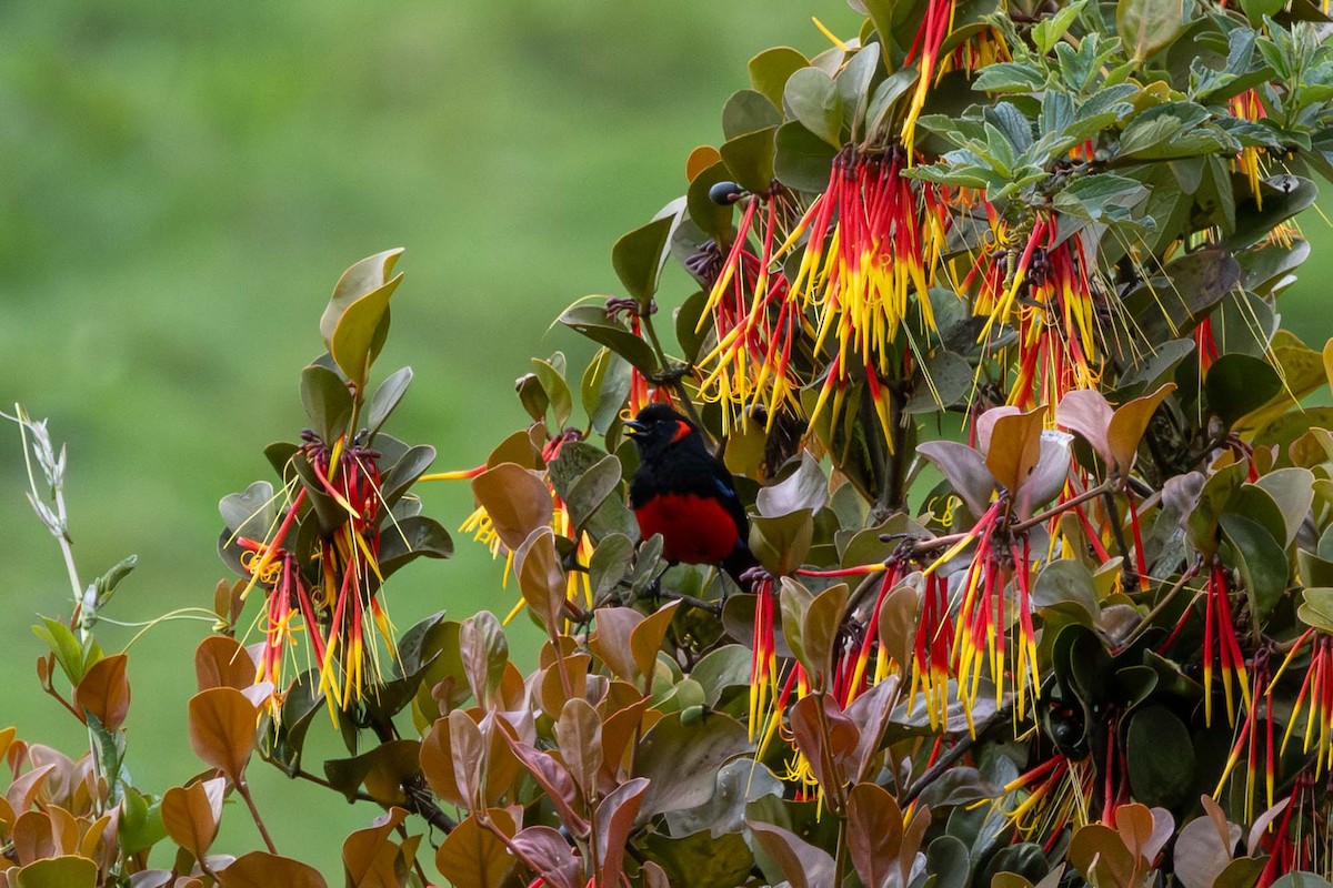 Scarlet-bellied Mountain Tanager - ML659502744