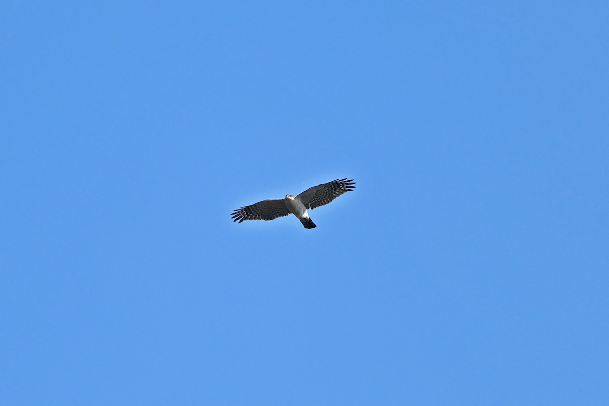 Eurasian Sparrowhawk - ML659502754