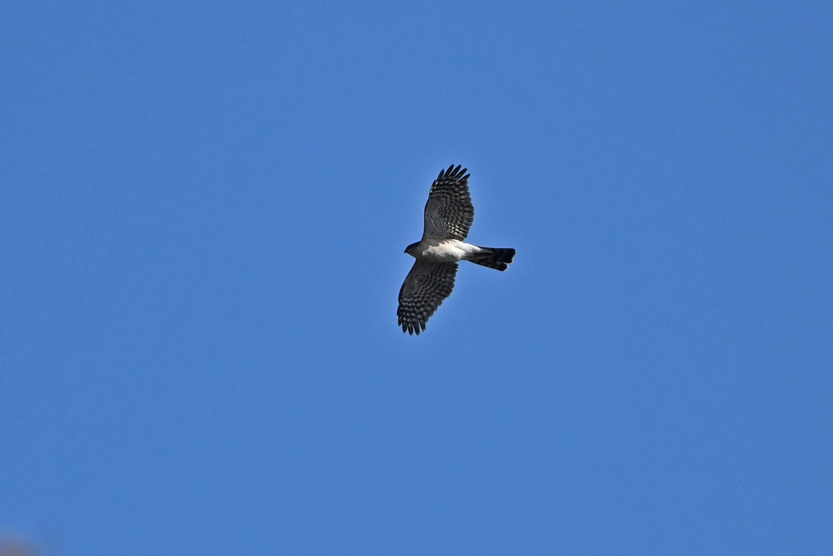 Eurasian Sparrowhawk - ML659502758