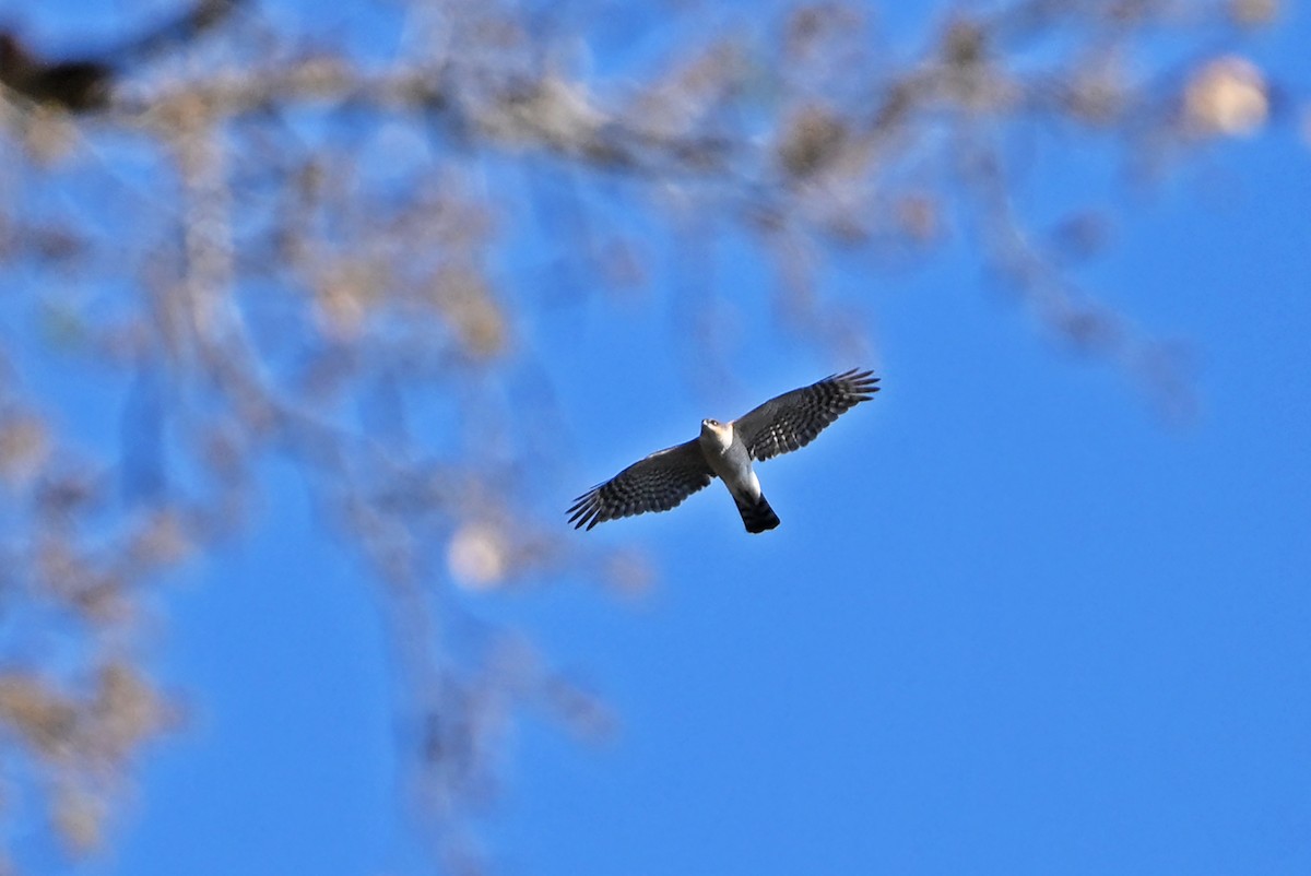 Eurasian Sparrowhawk - ML659502761