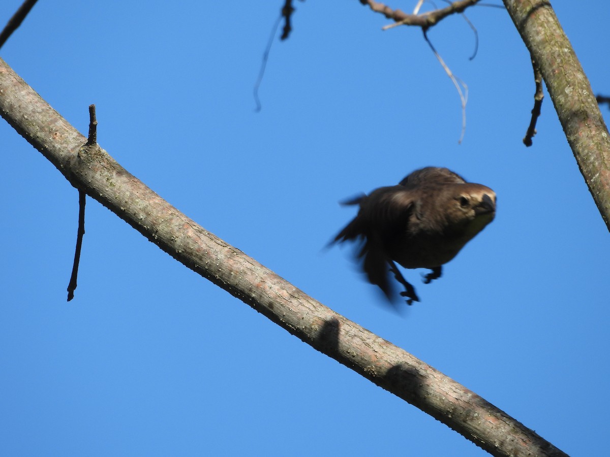 Brown-headed Cowbird - ML659502853