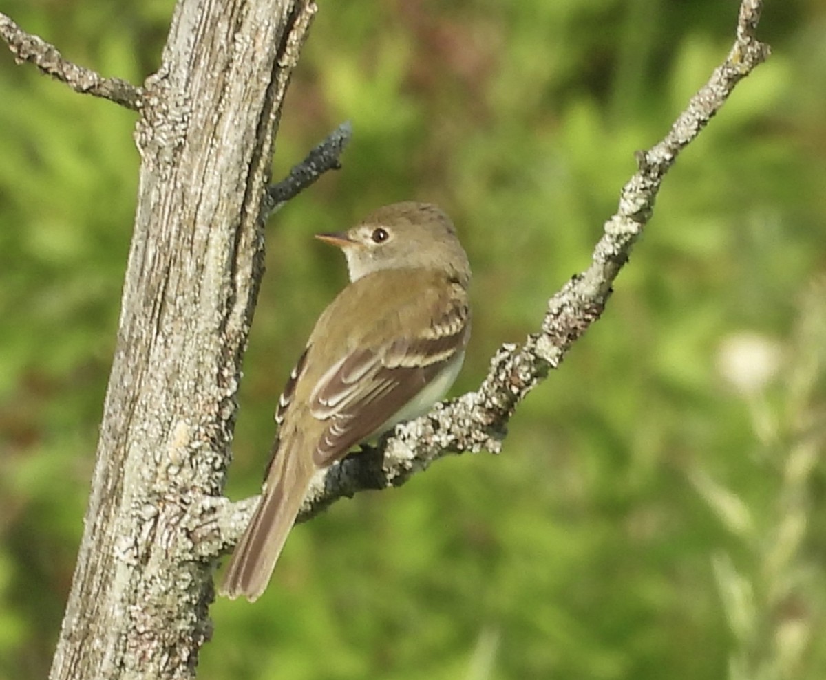 Alder Flycatcher - ML659503854