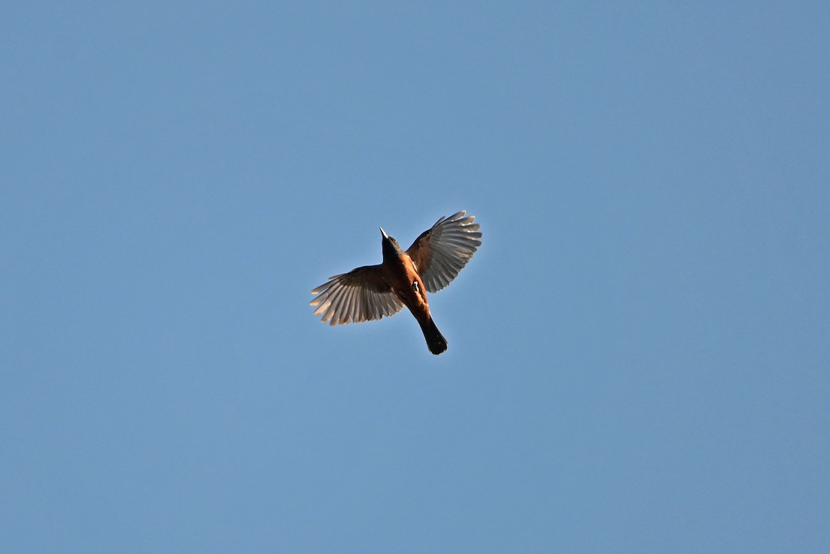 Chestnut-bellied Rock-Thrush - ML659504017