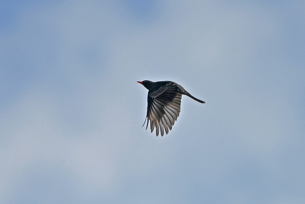 Gray-winged Blackbird - ML659504071