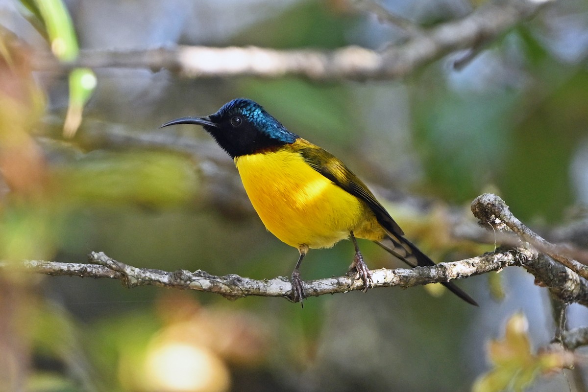Green-tailed Sunbird - ML659504107