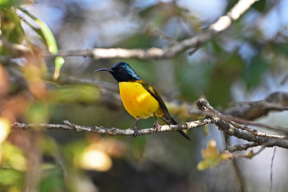 Green-tailed Sunbird - ML659504110