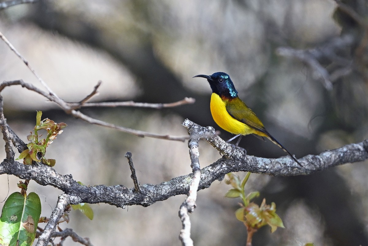 Green-tailed Sunbird - ML659504111