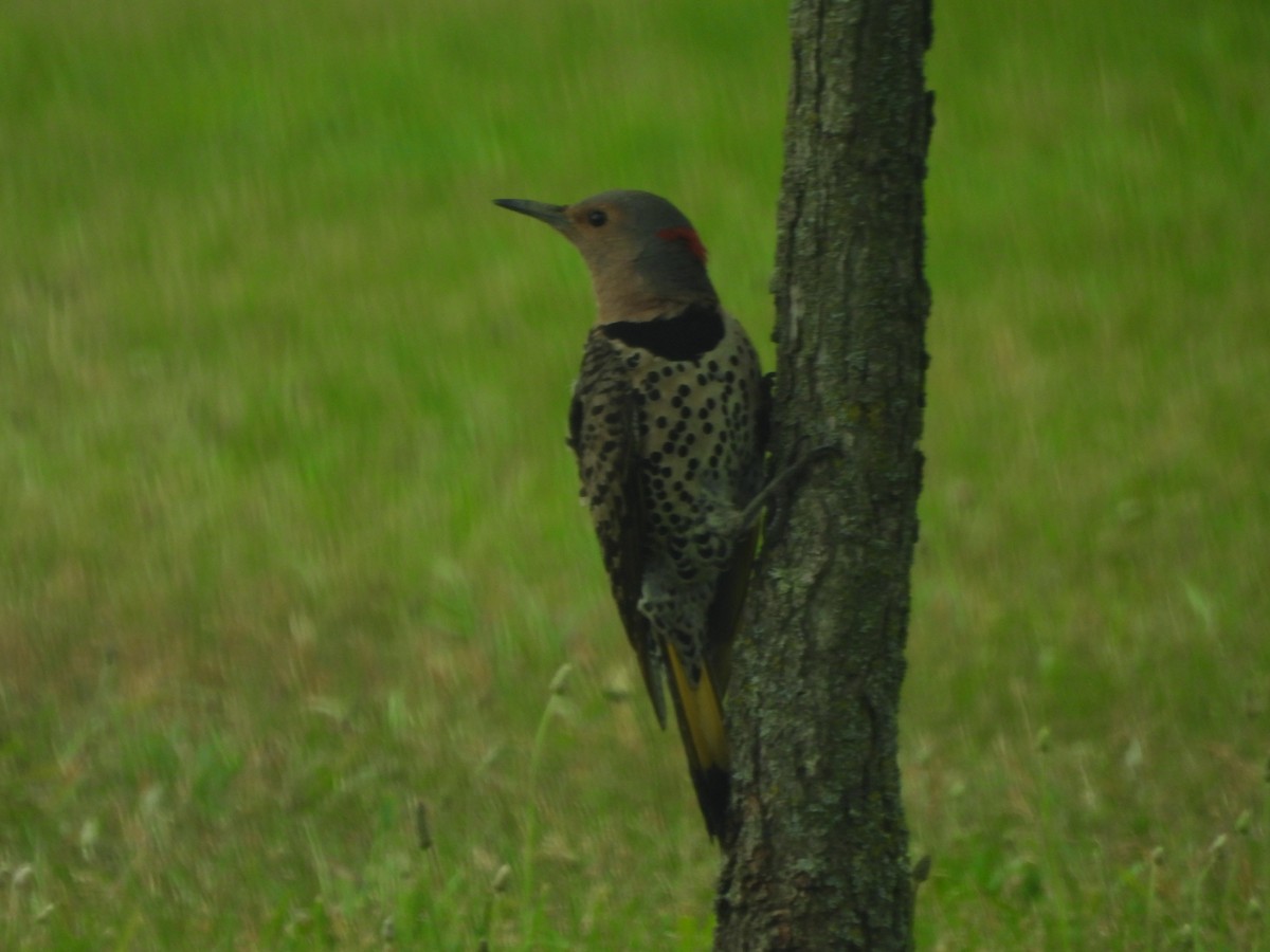 Northern Flicker - ML659504212