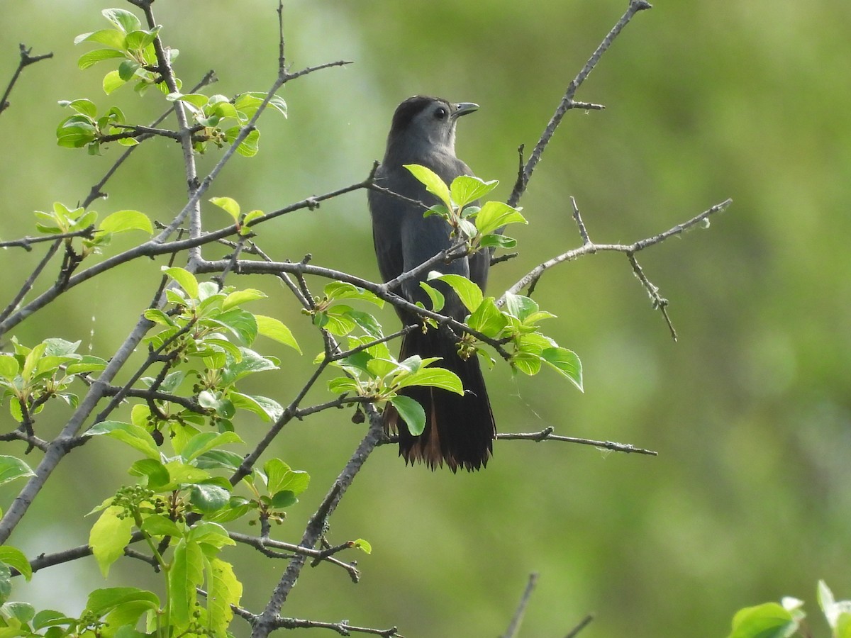 Gray Catbird - ML659504262