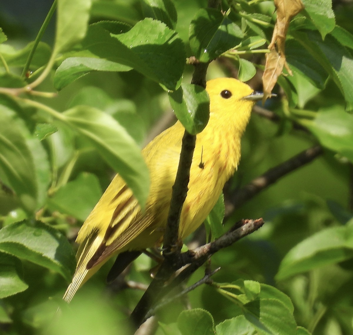 Northern Yellow Warbler - ML659504286