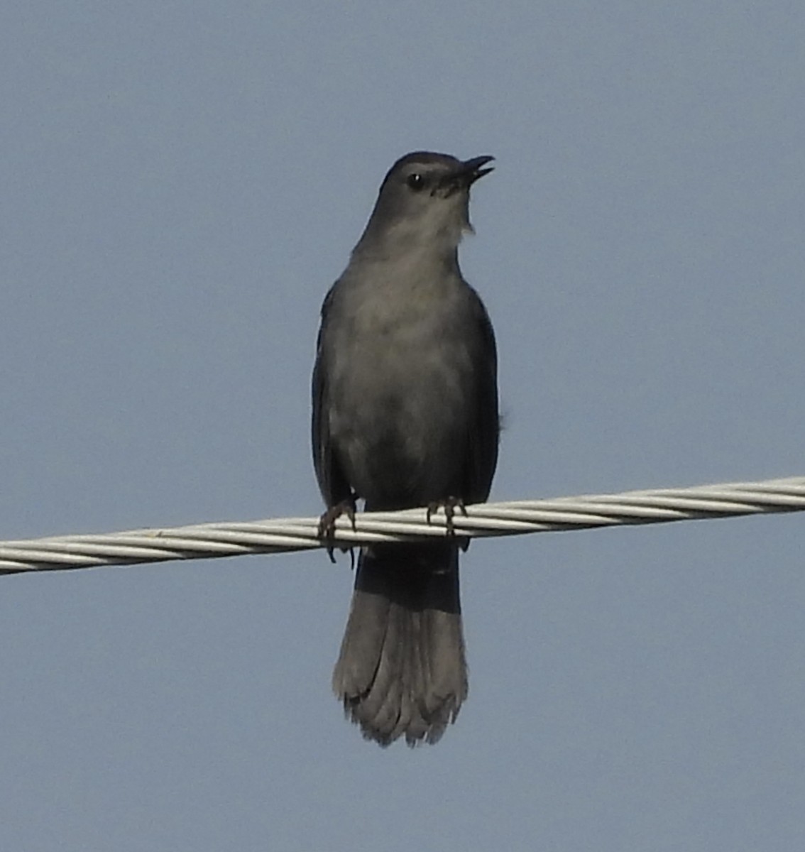 Gray Catbird - ML659504303