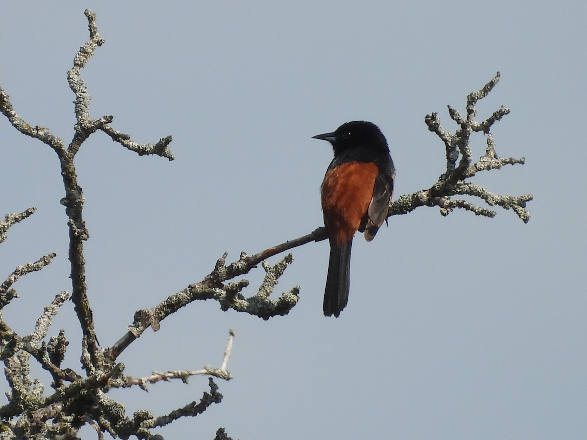 Orchard Oriole - ML659504321