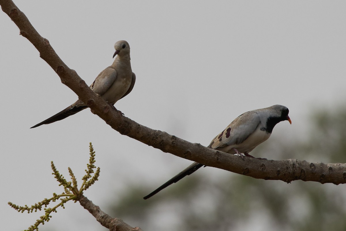 Namaqua Dove - ML659504932
