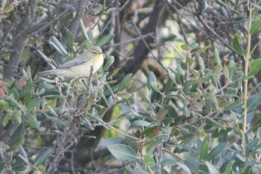 Willow Warbler - ML659504989