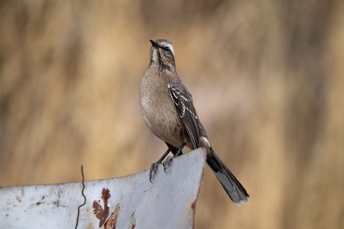 Chilespottdrossel - ML659505953