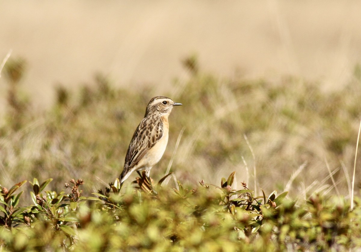 Braunkehlchen - ML659505954