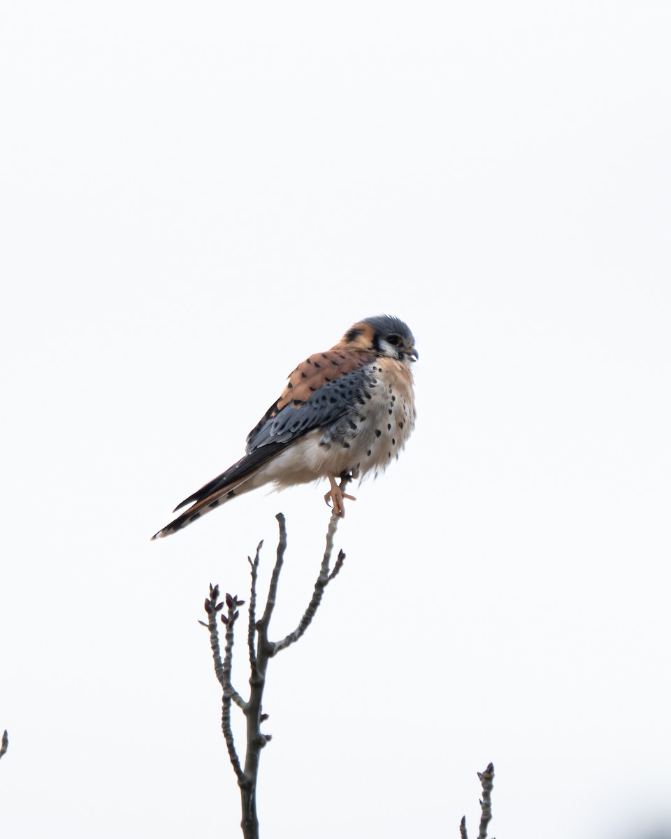 Buntfalke - ML659505959