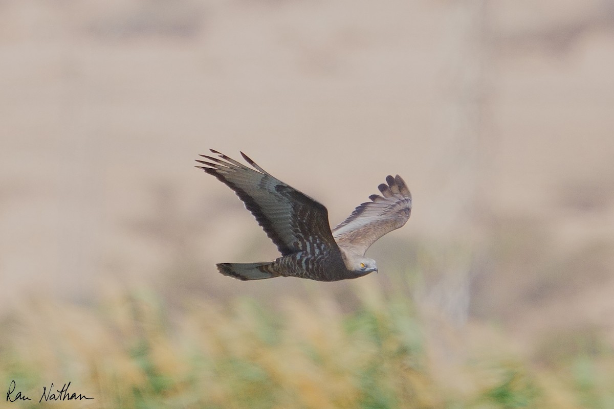 European Honey-buzzard - ML659505963