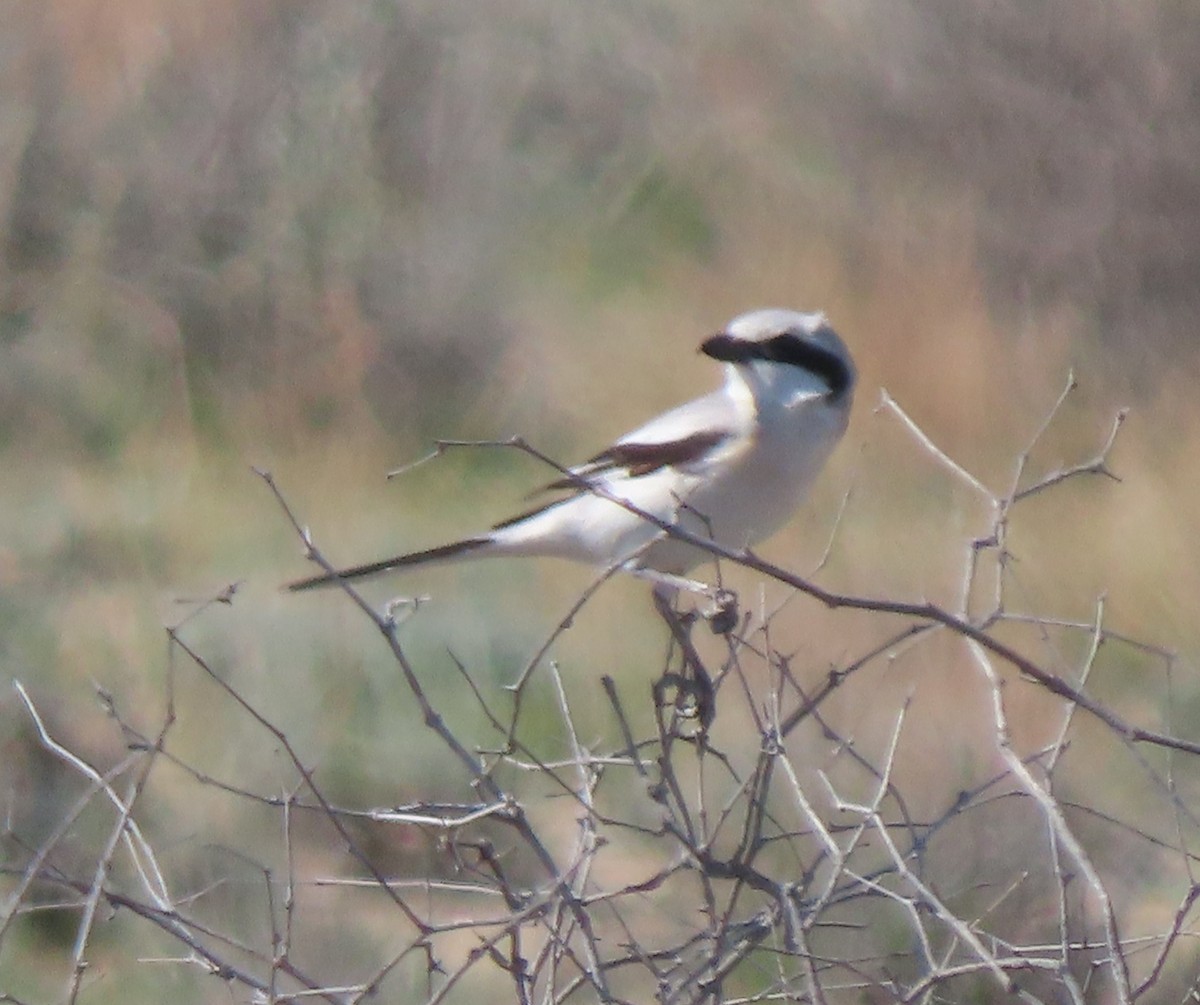 ťuhýk šedý (ssp. pallidirostris) - ML659506430