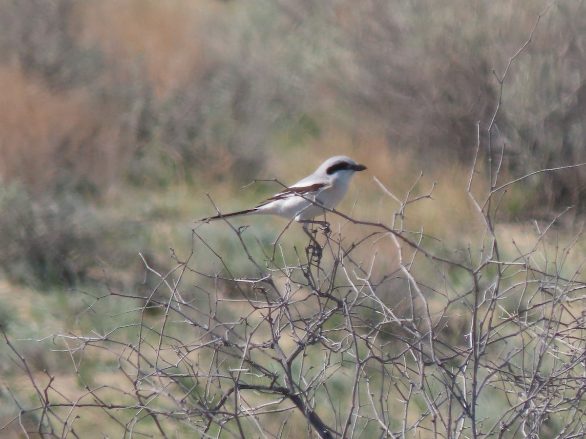 ťuhýk šedý (ssp. pallidirostris) - ML659506431
