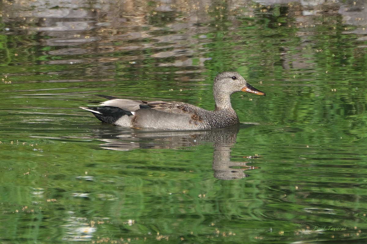 Canard chipeau - ML659506498