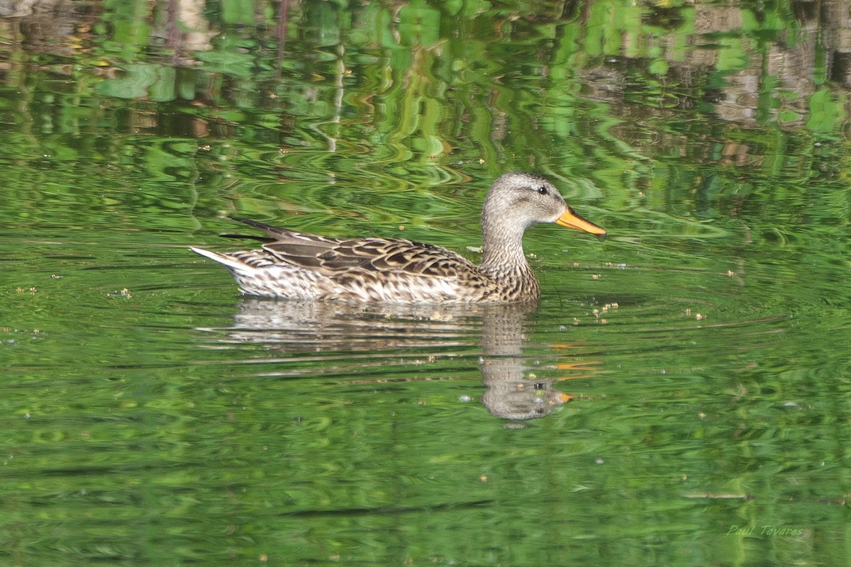 Canard chipeau - ML659506499