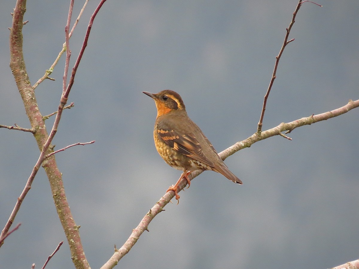 Varied Thrush - John Reynolds