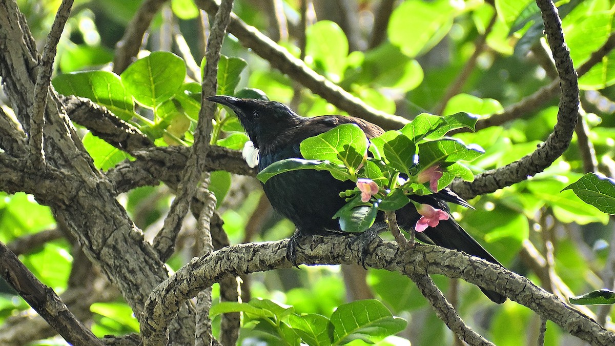 Tui - ML659506795