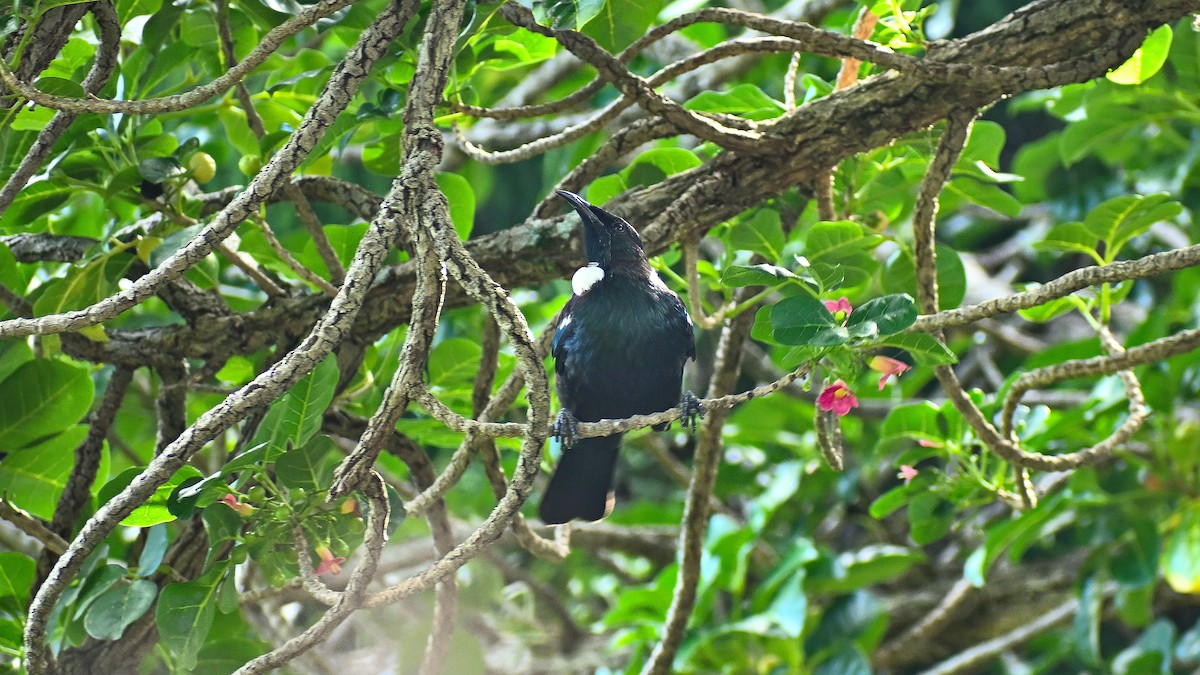 Tui - ML659506797