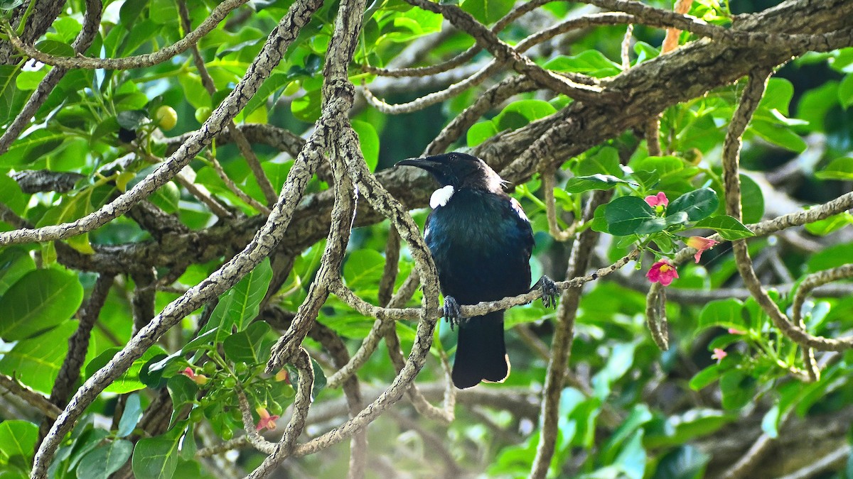 Tui - ML659506810