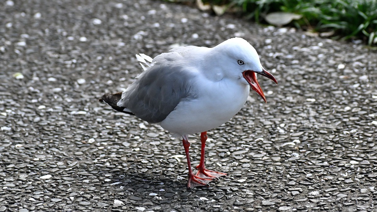 Silver Gull - ML659506846
