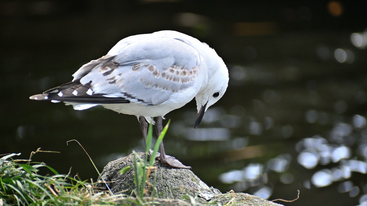 Silver Gull - ML659506858